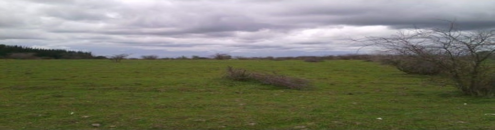 Cienago, Retiro, Región VII - Maule, ,Parcela,Venta,Cienago,1058