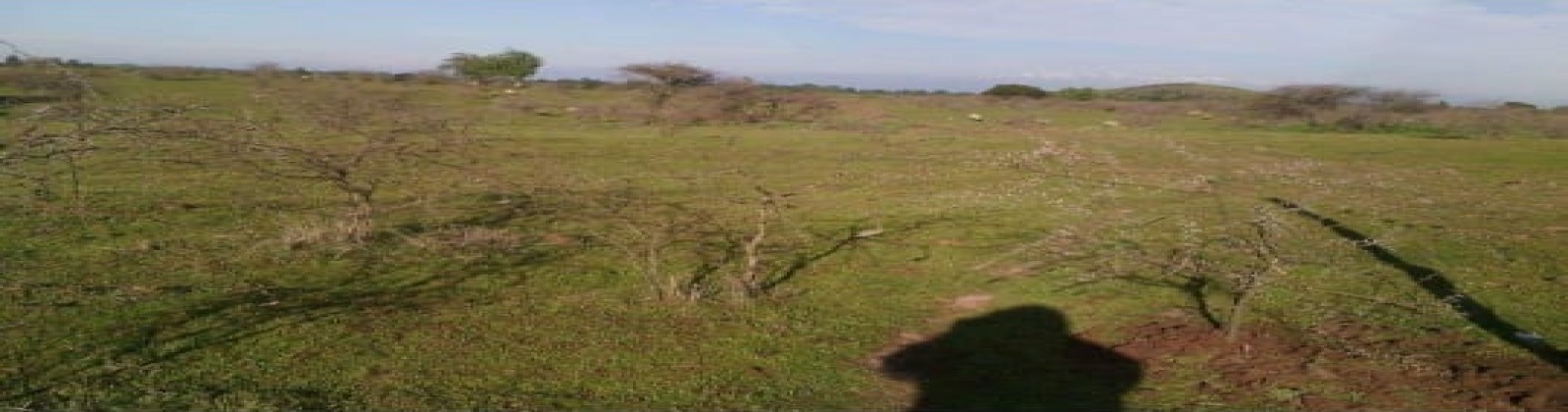 Cienago, Retiro, Región VII - Maule, ,Parcela,Venta,Cienago,1058