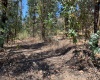 Peralillo, Región VI - O´Higgins, ,Parcela,Venta,1085