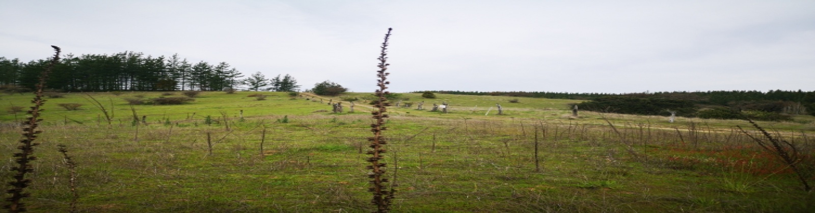 Portezuelo, Región VII - Maule, ,Terreno,Venta,1086